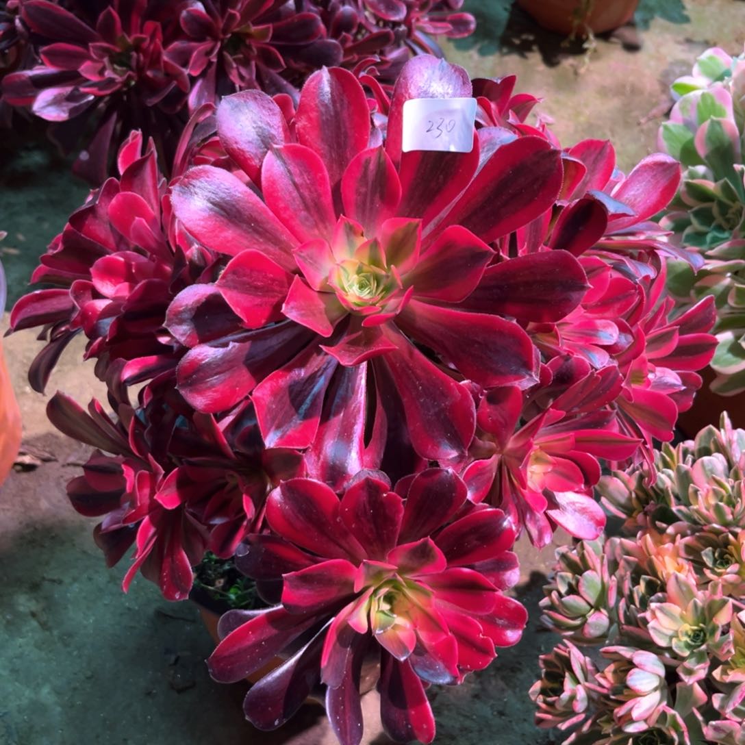 多肉植物美杜莎230