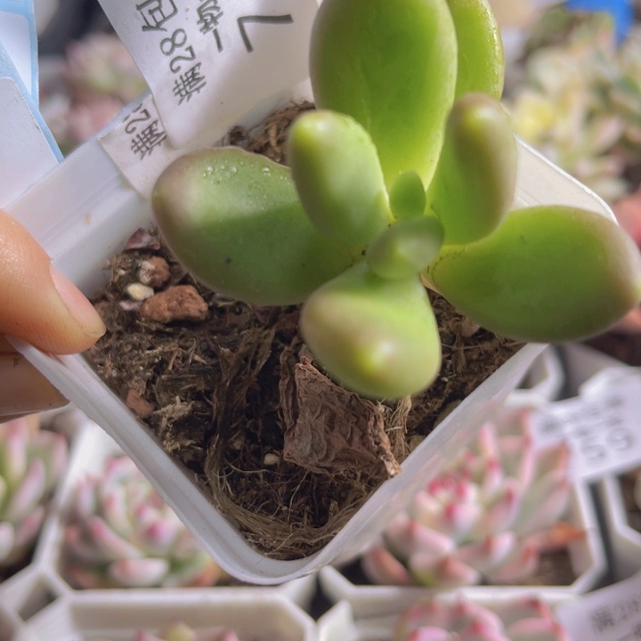 芒果咯奶锦多肉植物746