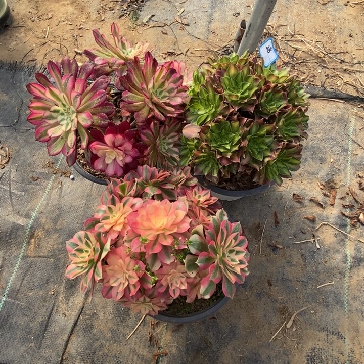 28韶华，红铜白，粉女巫多肉