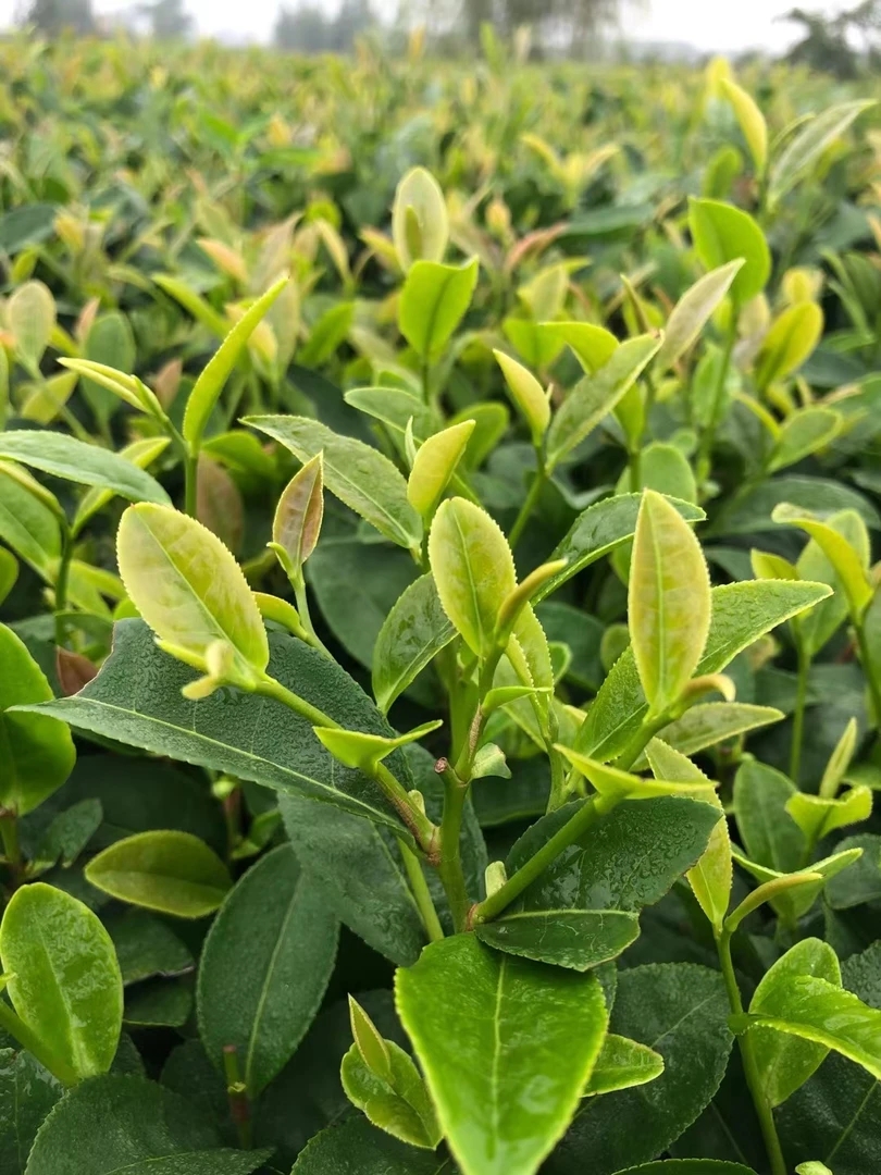 （68）2025年日照绿茶，浓香型，板栗香，耐冲泡，有沙口。