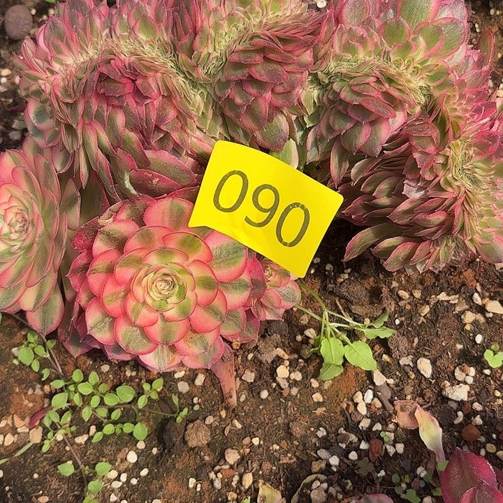 多肉植物福利090