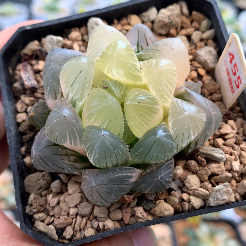 【闪购商品】455赤线