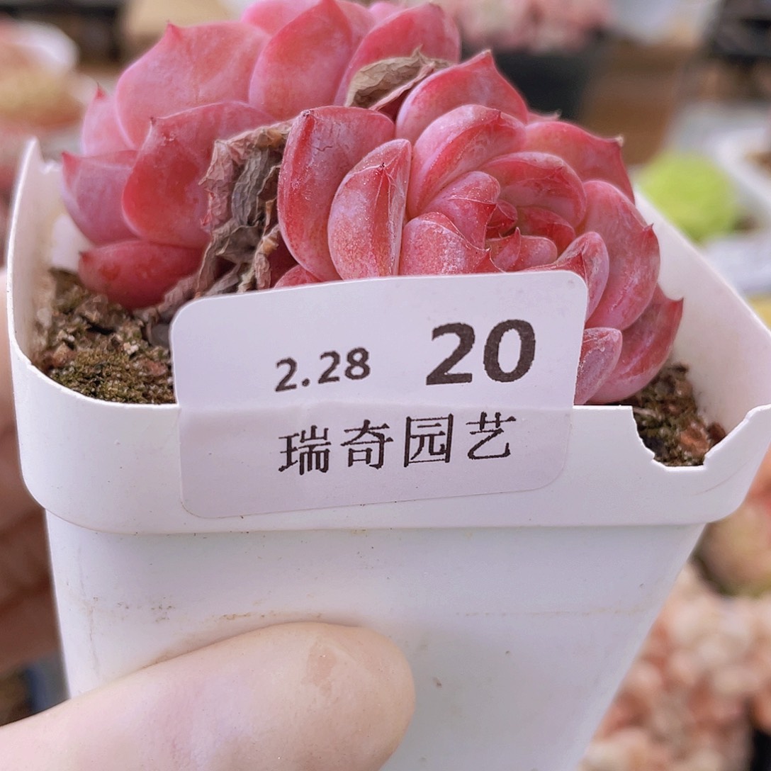 000000000000000000020量拍