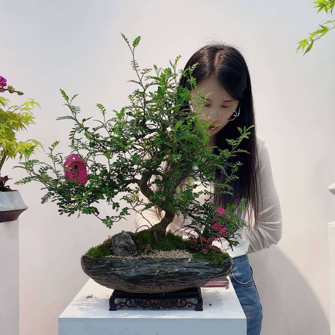 高端绿植一物一拍