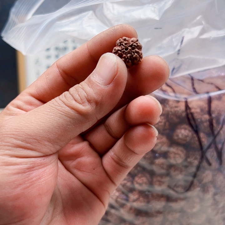 金刚菩提吊坠15尺寸原生态霸王花