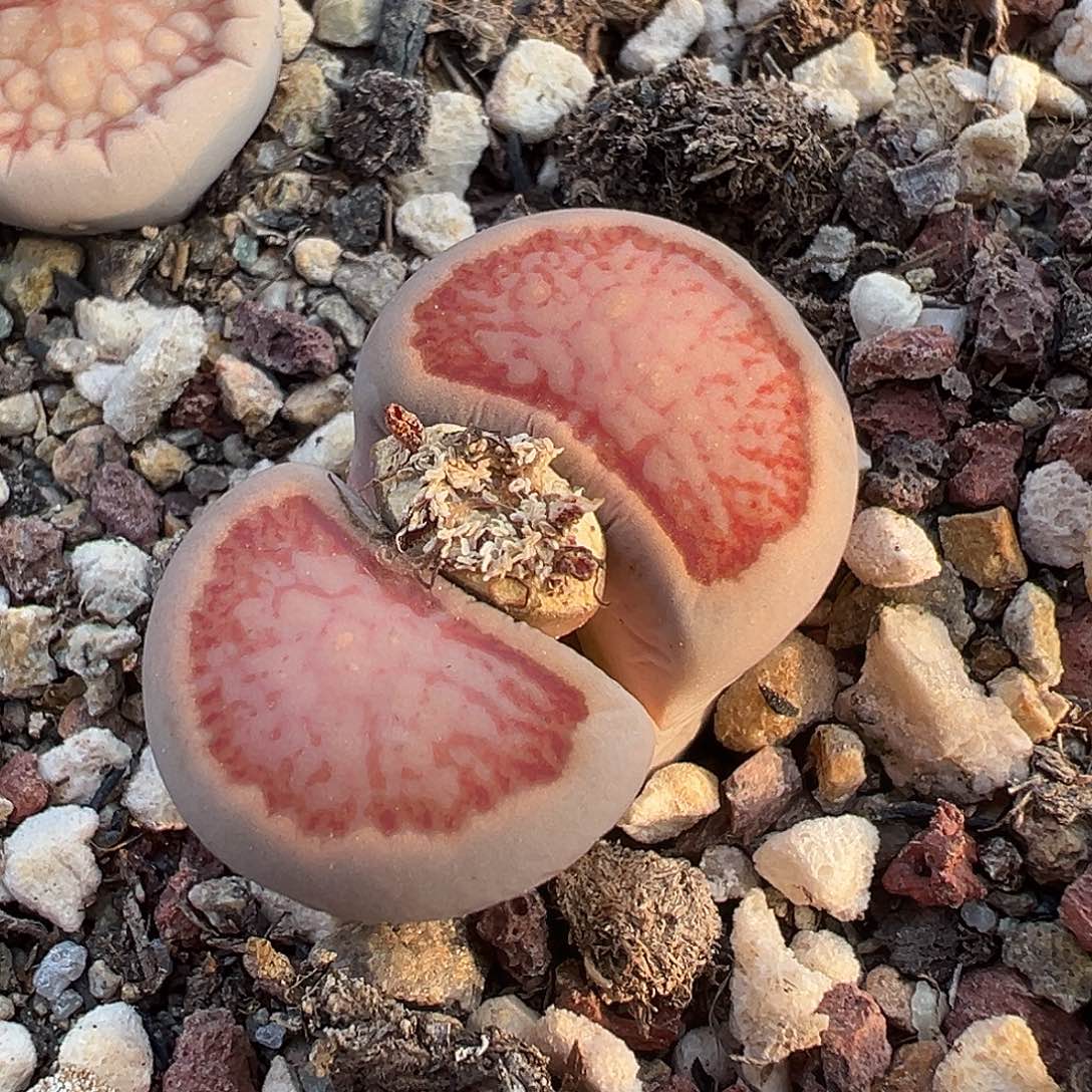 1246美菊菊福利炸3厘米