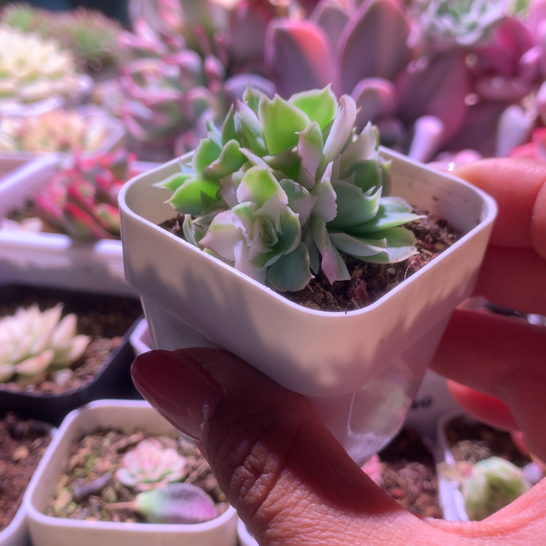 蓝丝绒拉丝金有根有