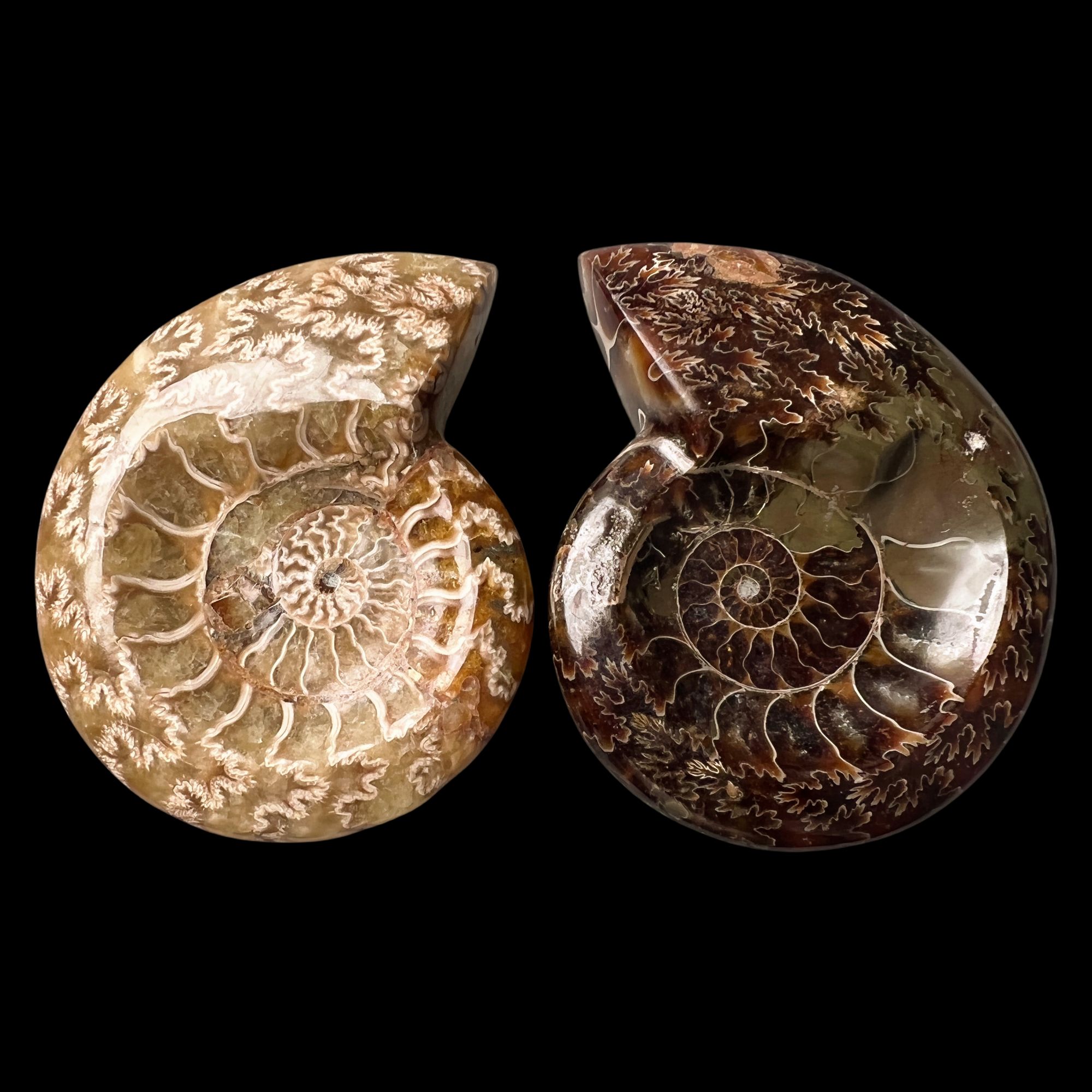 【 叶菊石（ 烟缸一对 ）】尺寸88.2mm 玉化 马达加斯加YY 古贝壳 X3