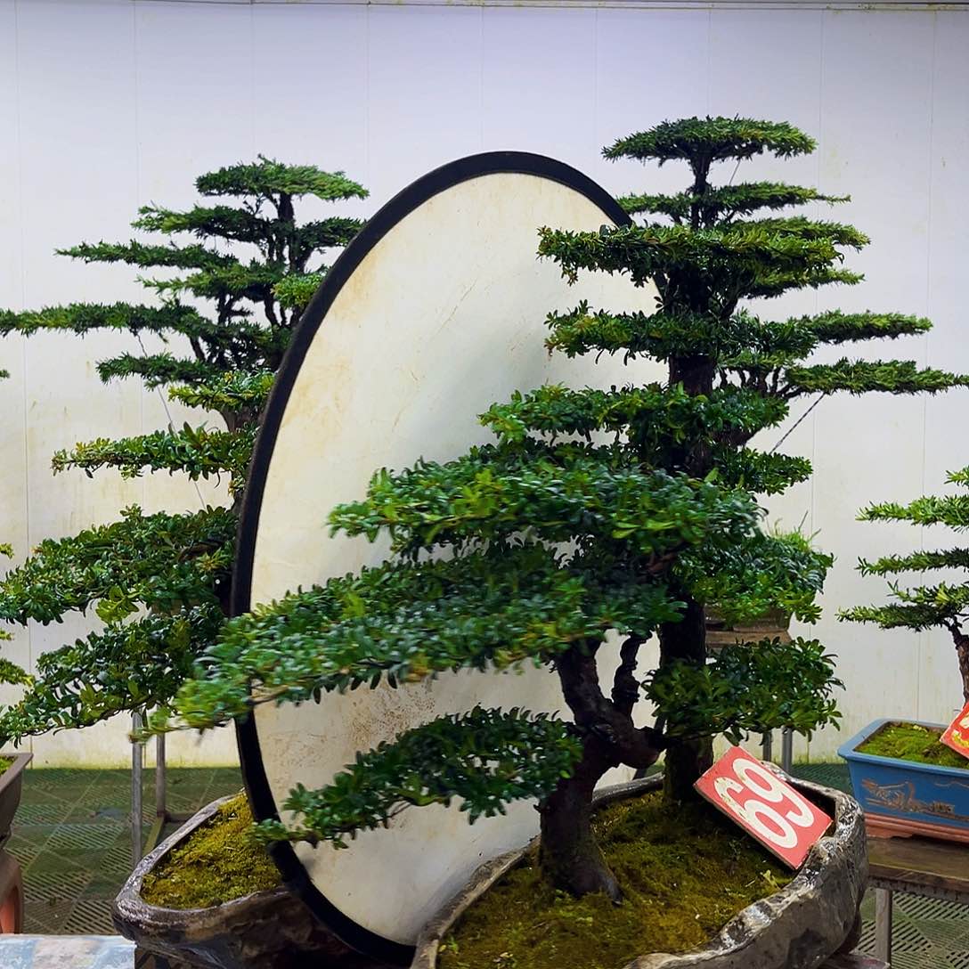 无花朵罗汉松盆景艺术