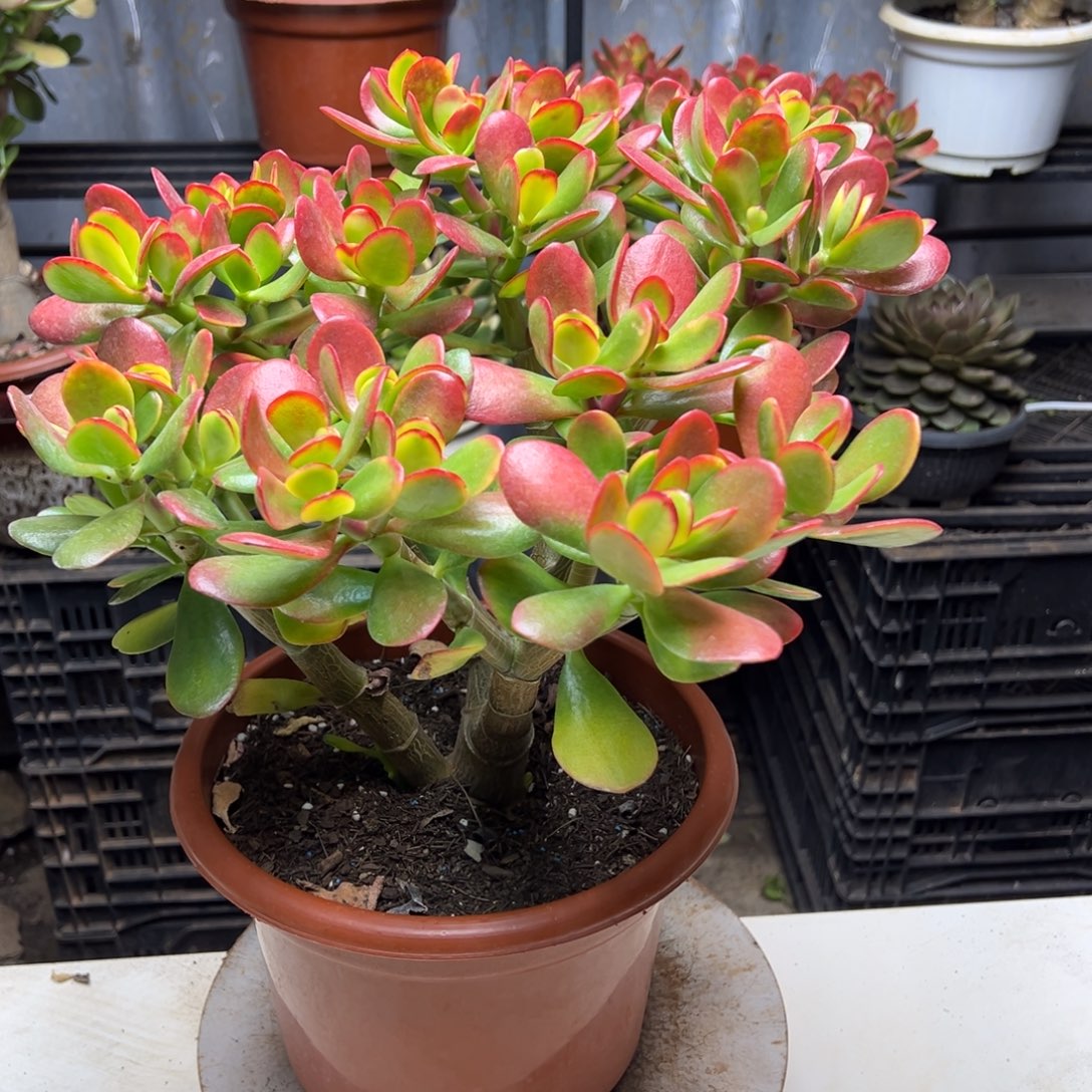 5年黄金花月带土球发货