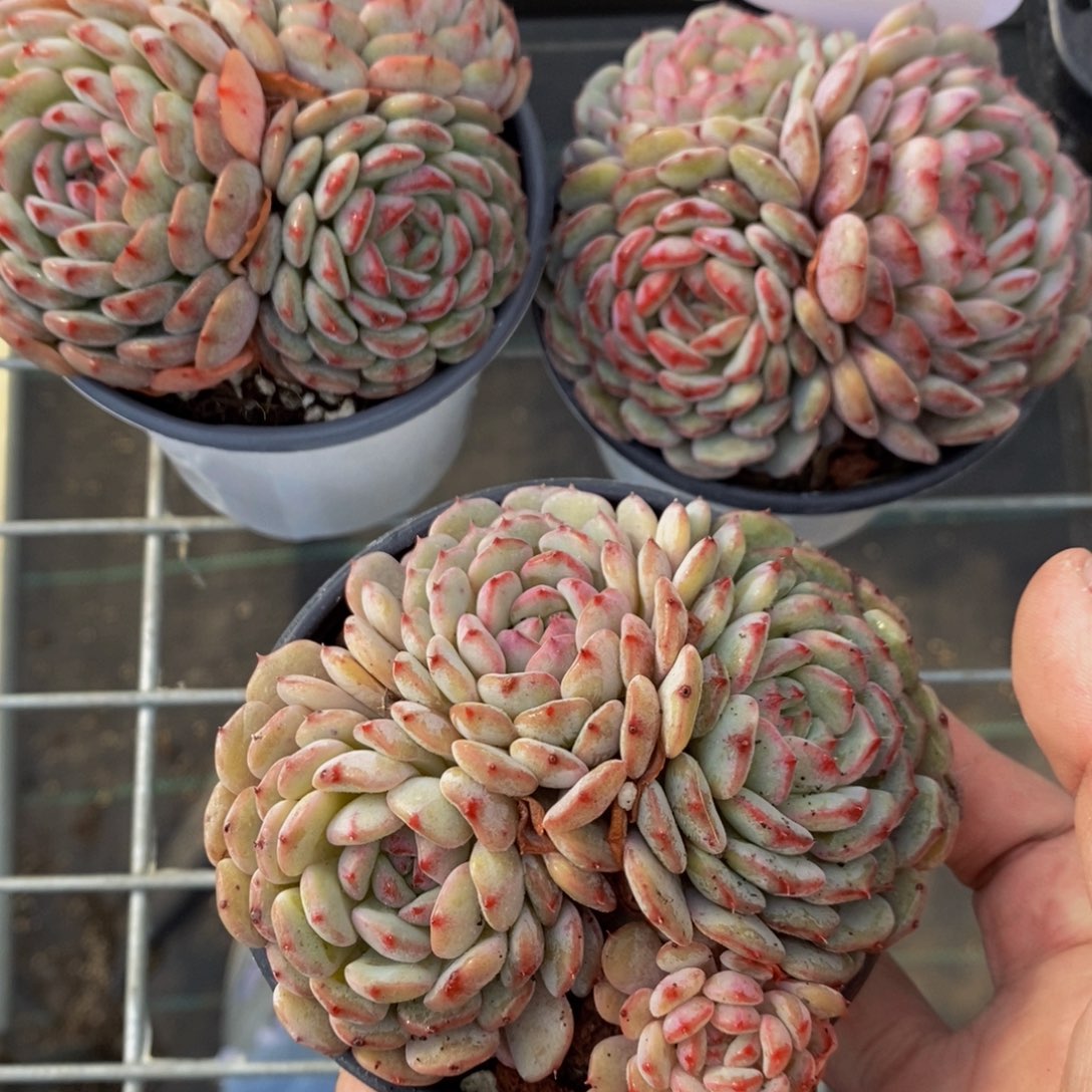 M15-母本白胖子群一个