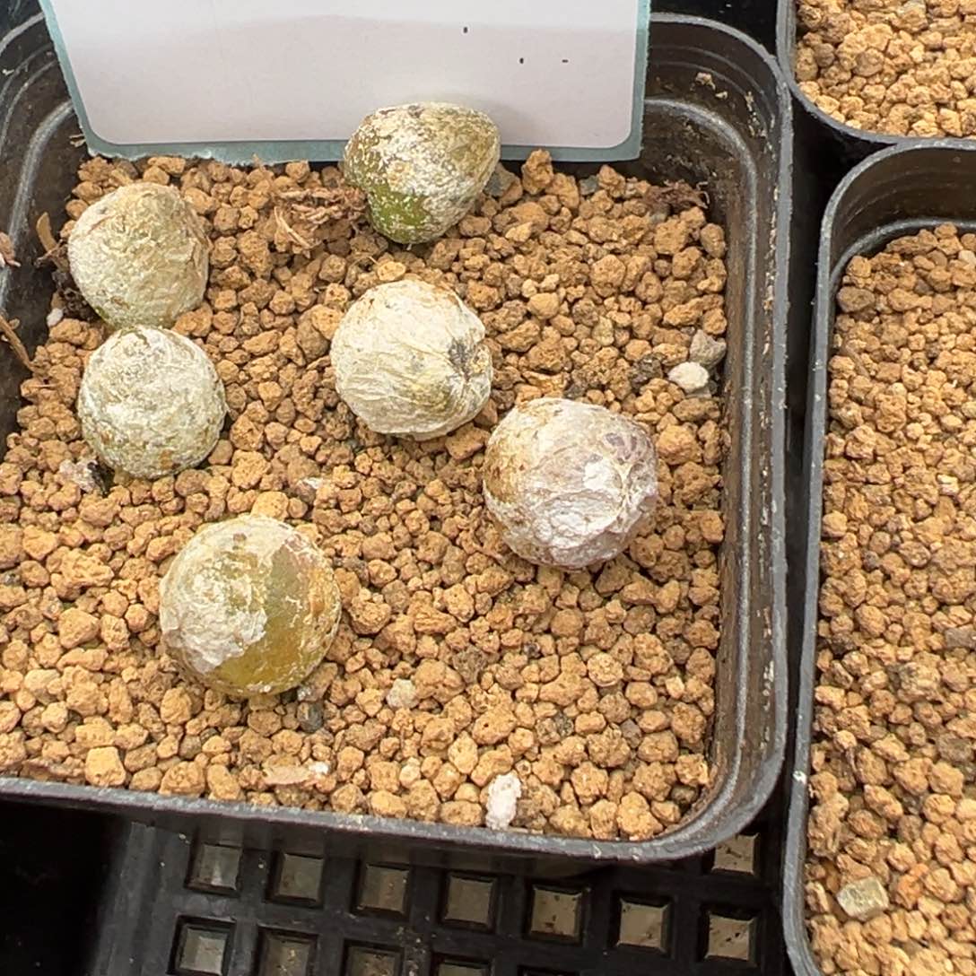 21-23灯泡多肉植物