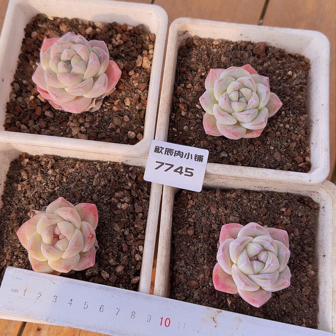 多肉植物冰玉4颗7745