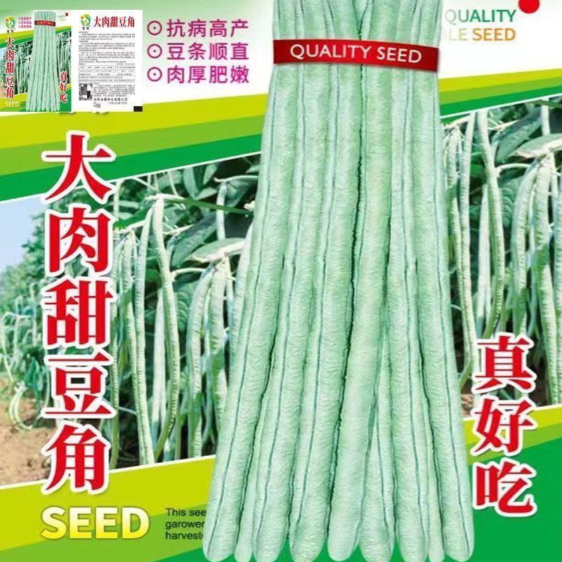大肉甜豆角种子厚肉好吃豆角大肉糯米长豆角籽油白豆角王豇豆种子