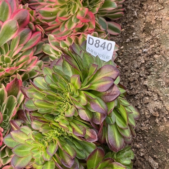 840抹茶缀多肉植物