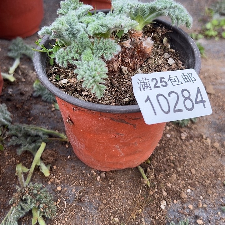 羽叶洋葵284，一物一拍