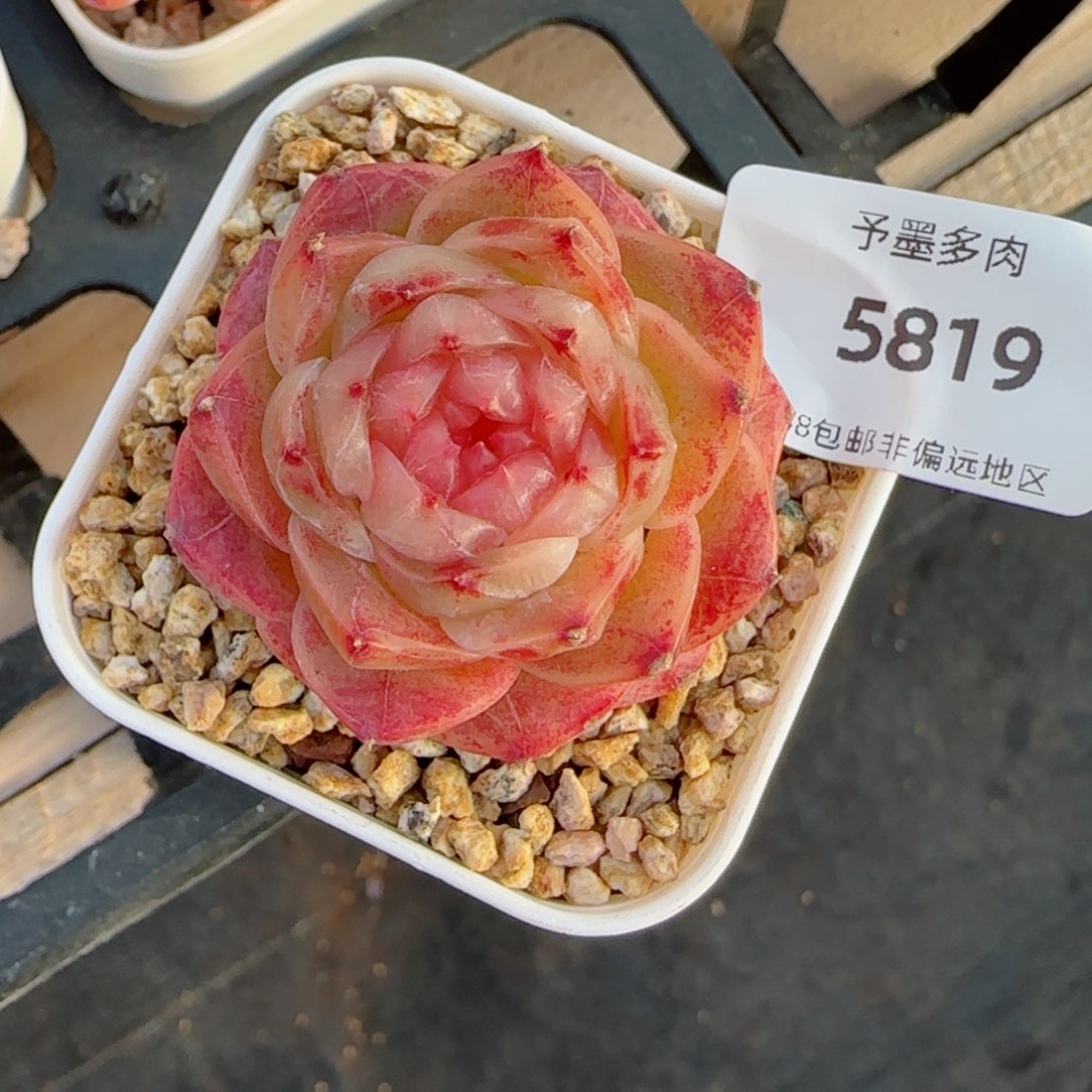 粉山茶，5819多肉植物