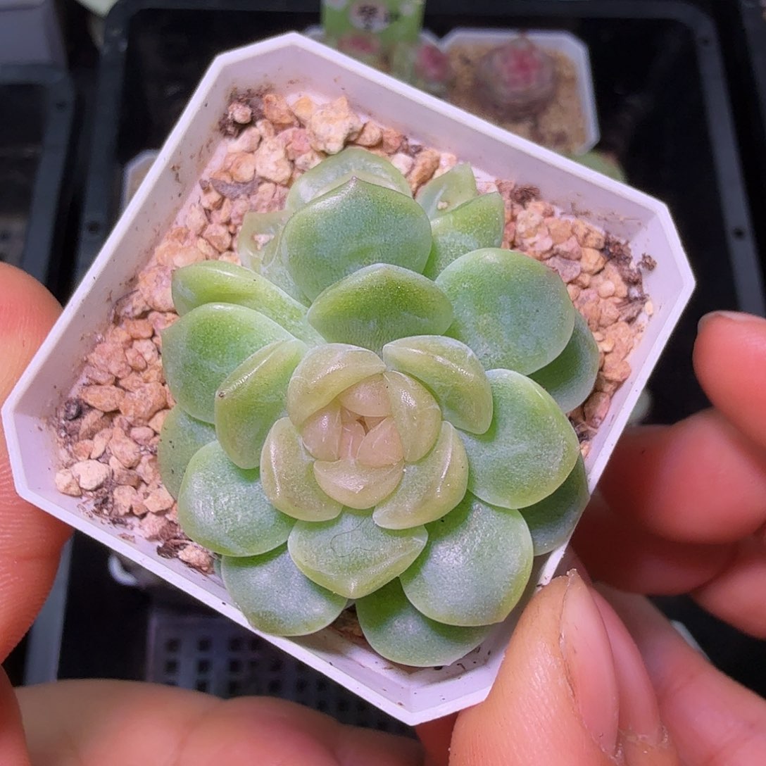 双头无尽灯开播福利