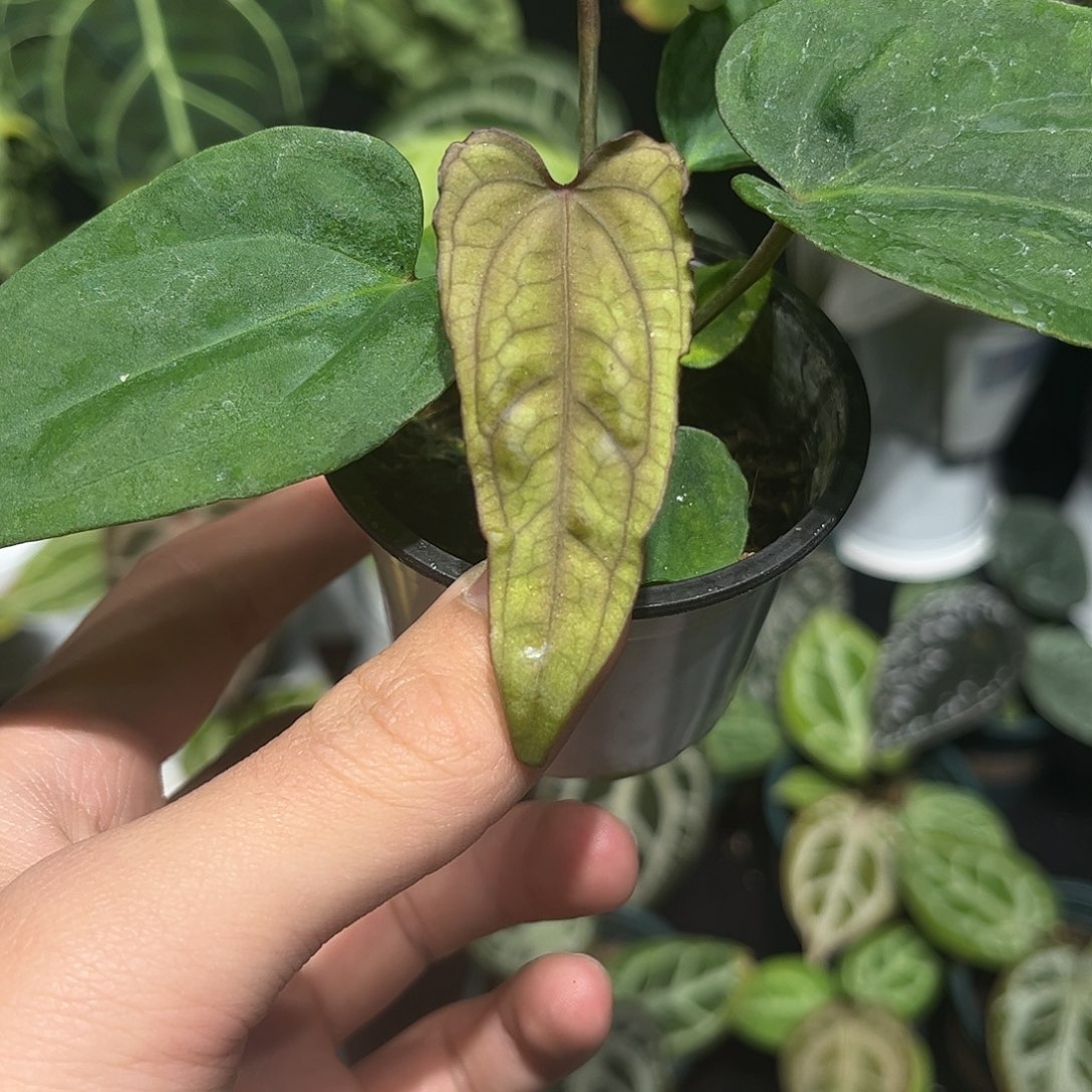 不开花植物（黑丝绒杂黑桃）杂黑凤凰