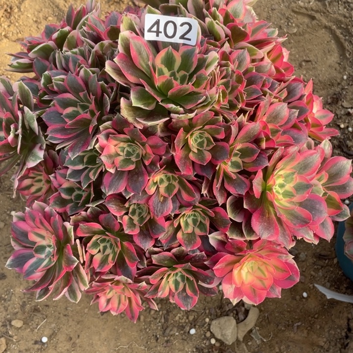 老***顾无花朵402粉女郎多肉植物