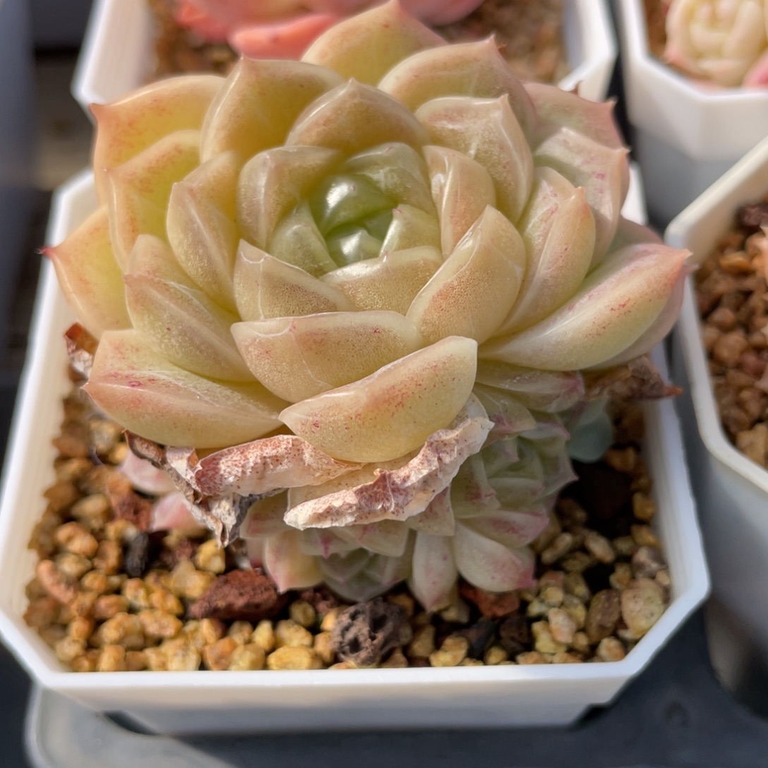 优选幻影麦杆多肉2637