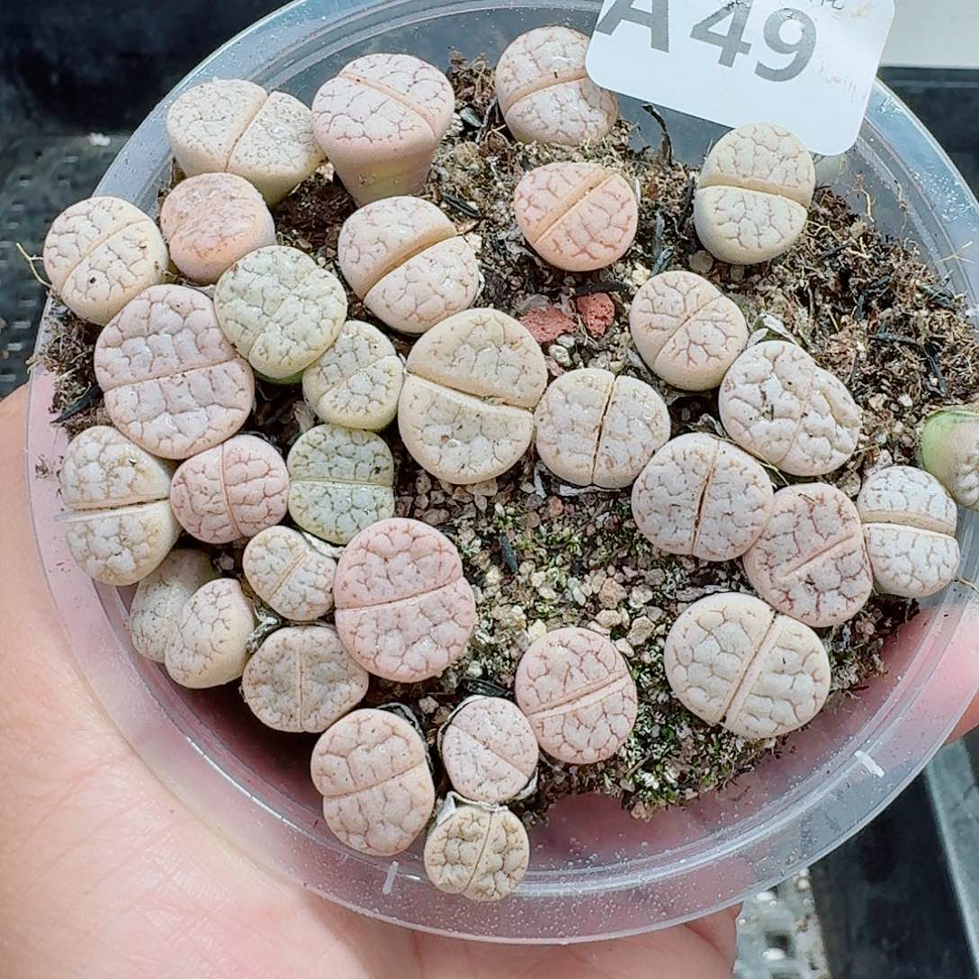 49多肉植物多肉植物