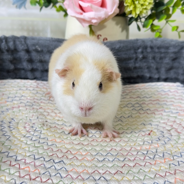 3号豚鼠荷兰猪美泰品种，三个月妹妹