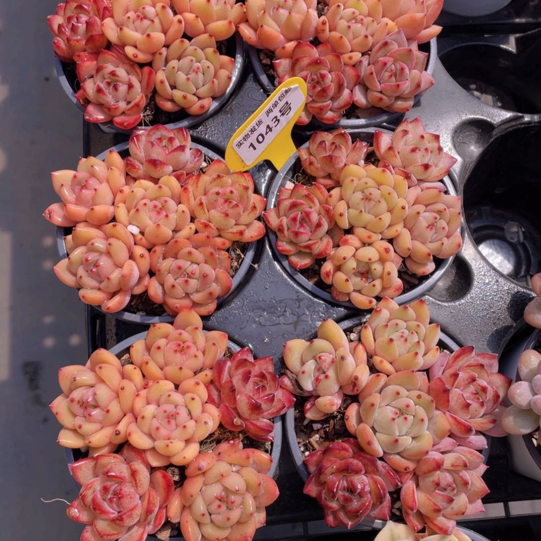 1043号 夜魔侠➕Q橙组合六个