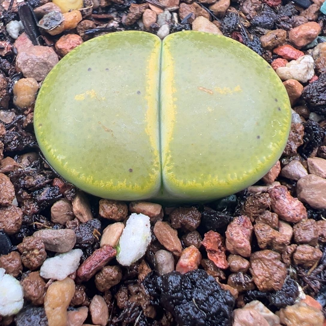 12.7好看的多肉脱土发货344