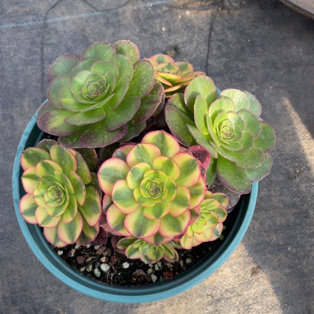 紫砂茶杯开**好2507分反反复复反反复复