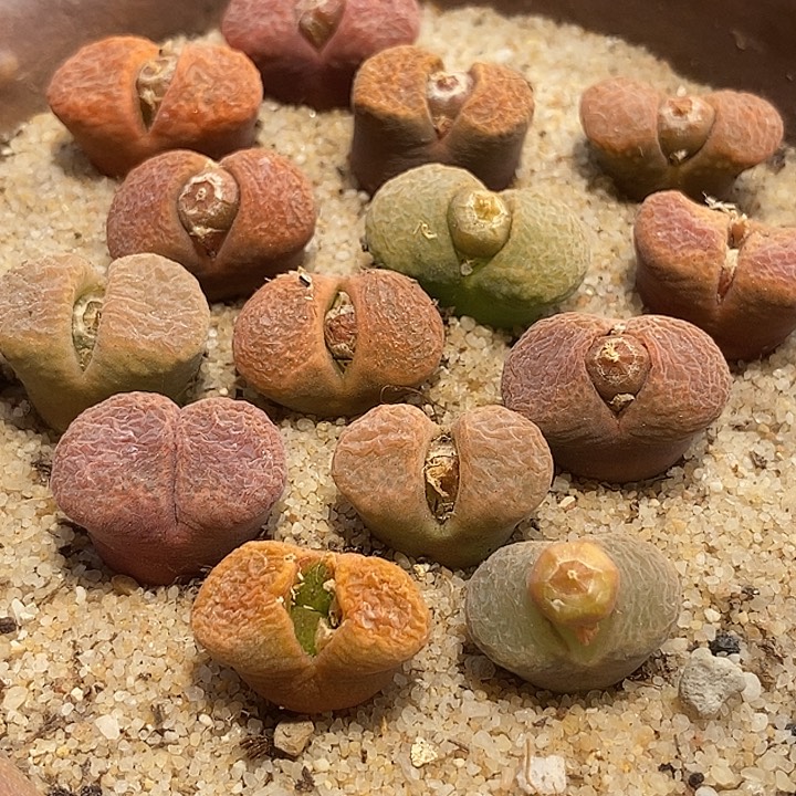 2506样本风铃一颗