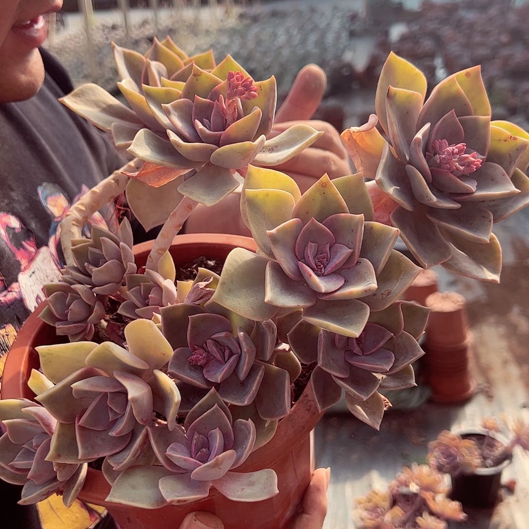 原始初恋多头大盆群