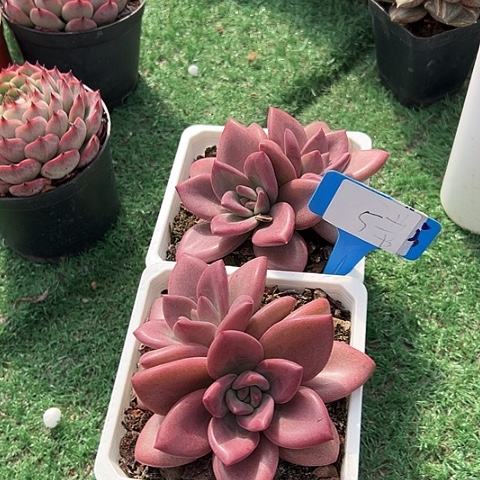 阳***态5赫菲带盆2个多肉植物