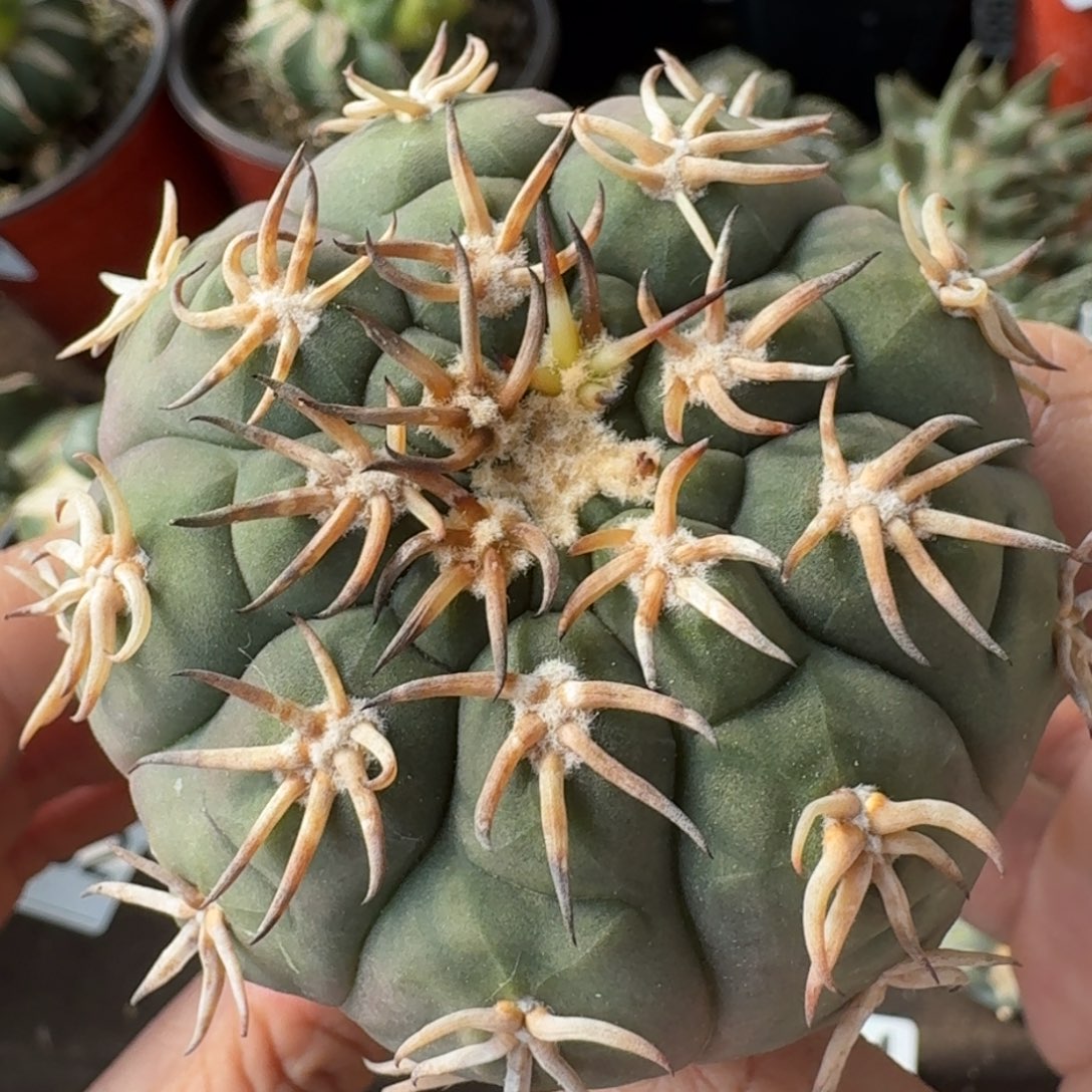 【闪购商品】苗接猫爪286