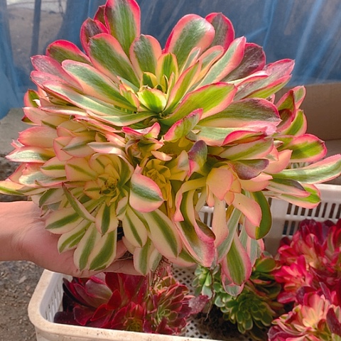 289红秀多肉植物