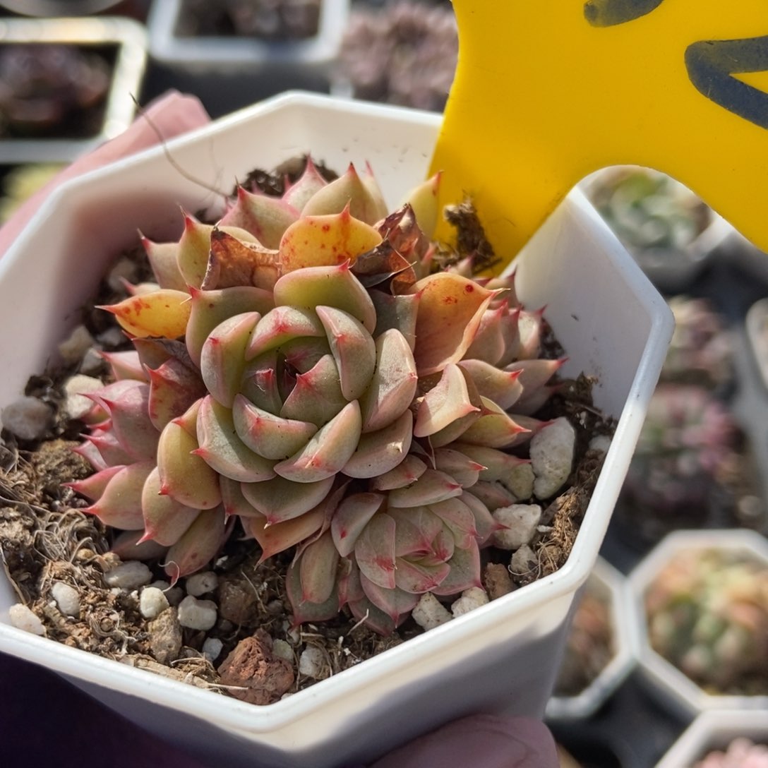 932笨吧多肉植物保护