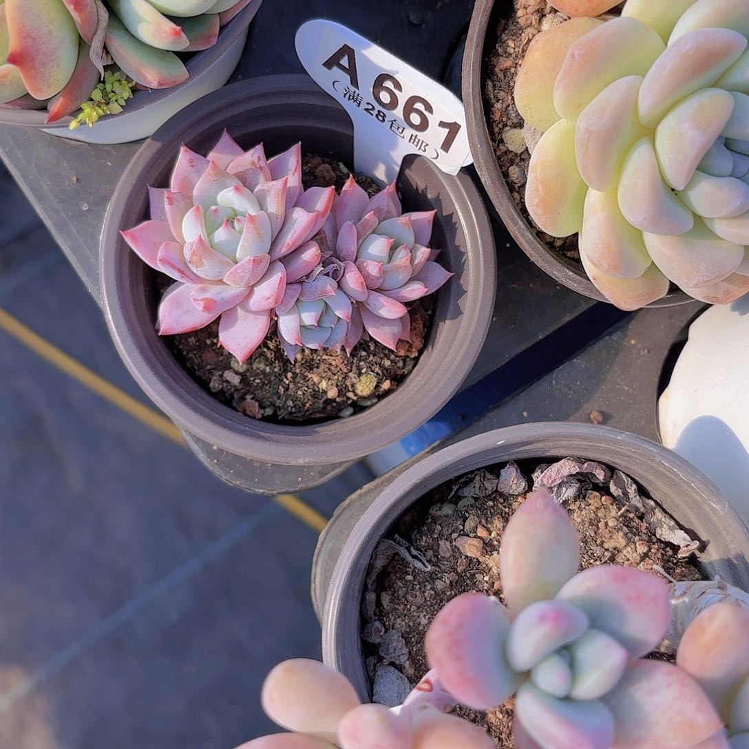 A661粉蓝鸟一物一拍