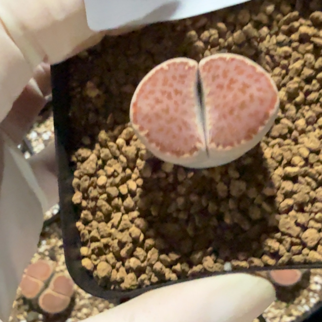 楚***铦多肉多肉多肉9-588