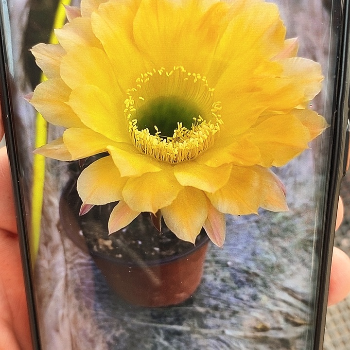 彩 我的梦/侧芽歪20包邮/