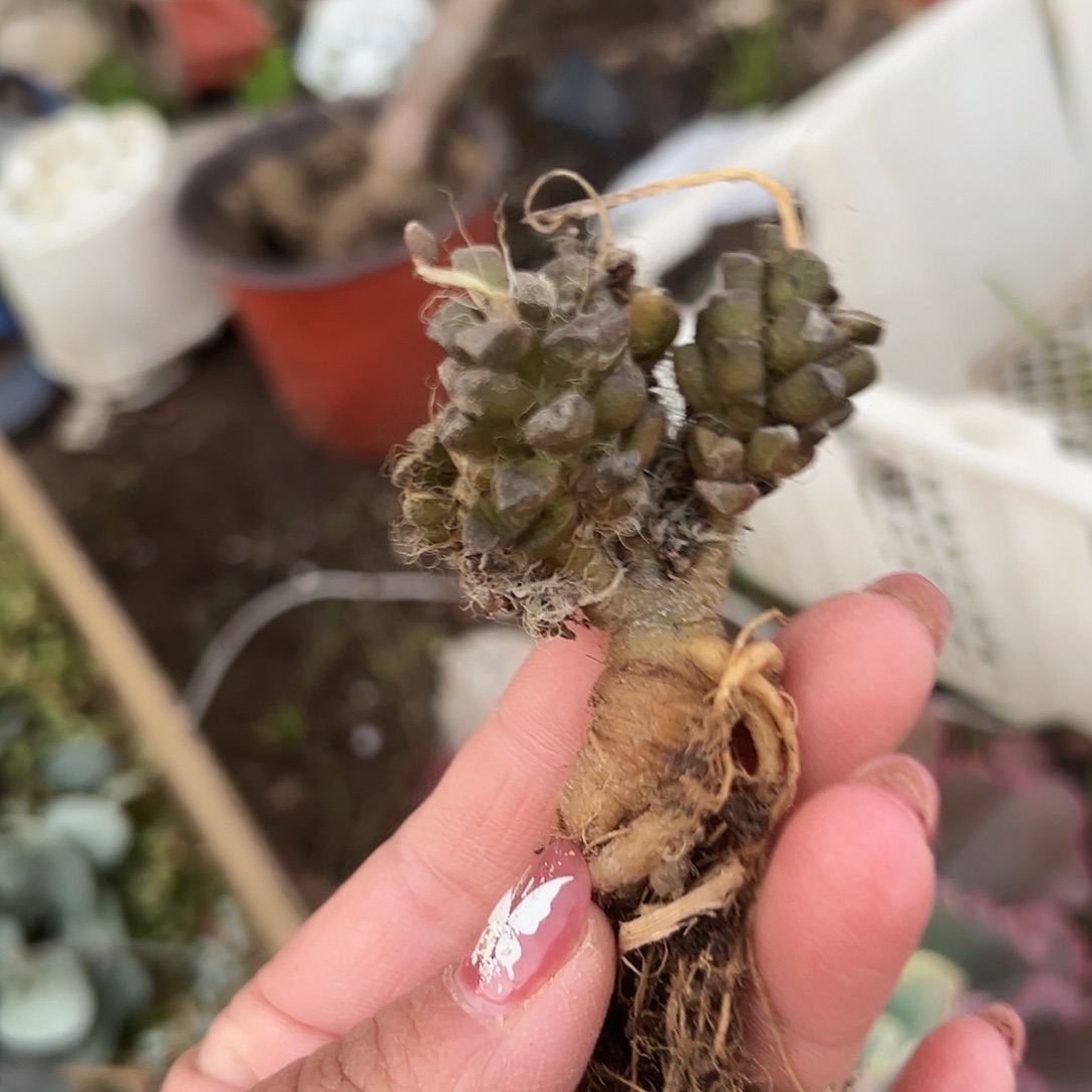 多肉植物黑茶老庄