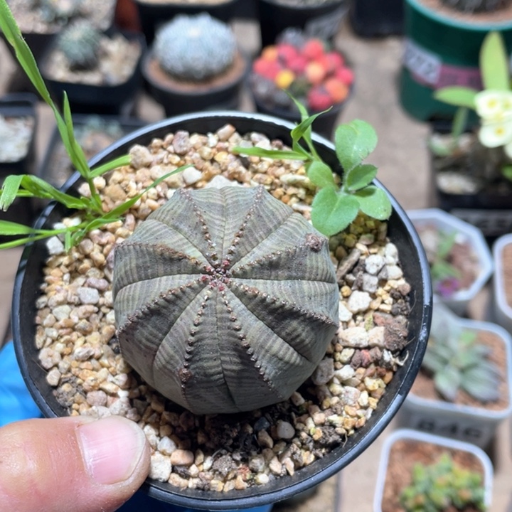 570大单头布纹球