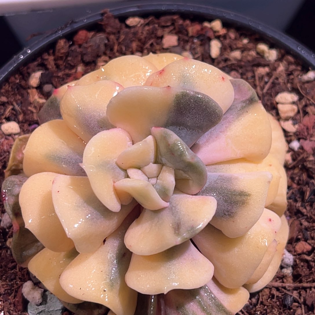 多肉特价雪精灵锦有须根6918