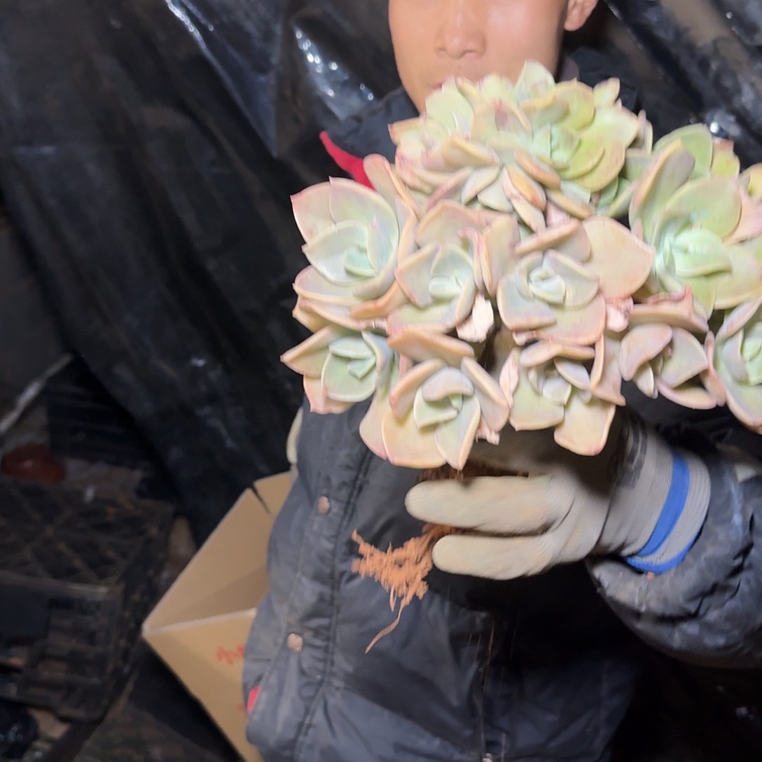 地栽贺氏缀化多肉