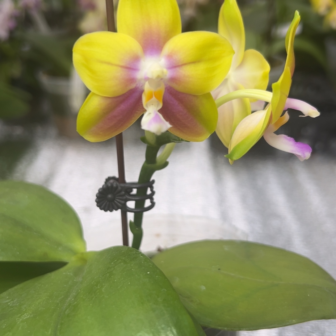 完全开放1070春雨彩虹