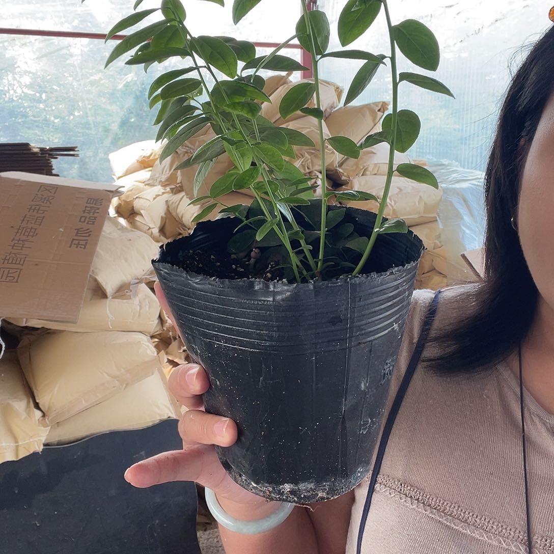 f6一棵 加蓝莓伴侣一瓶