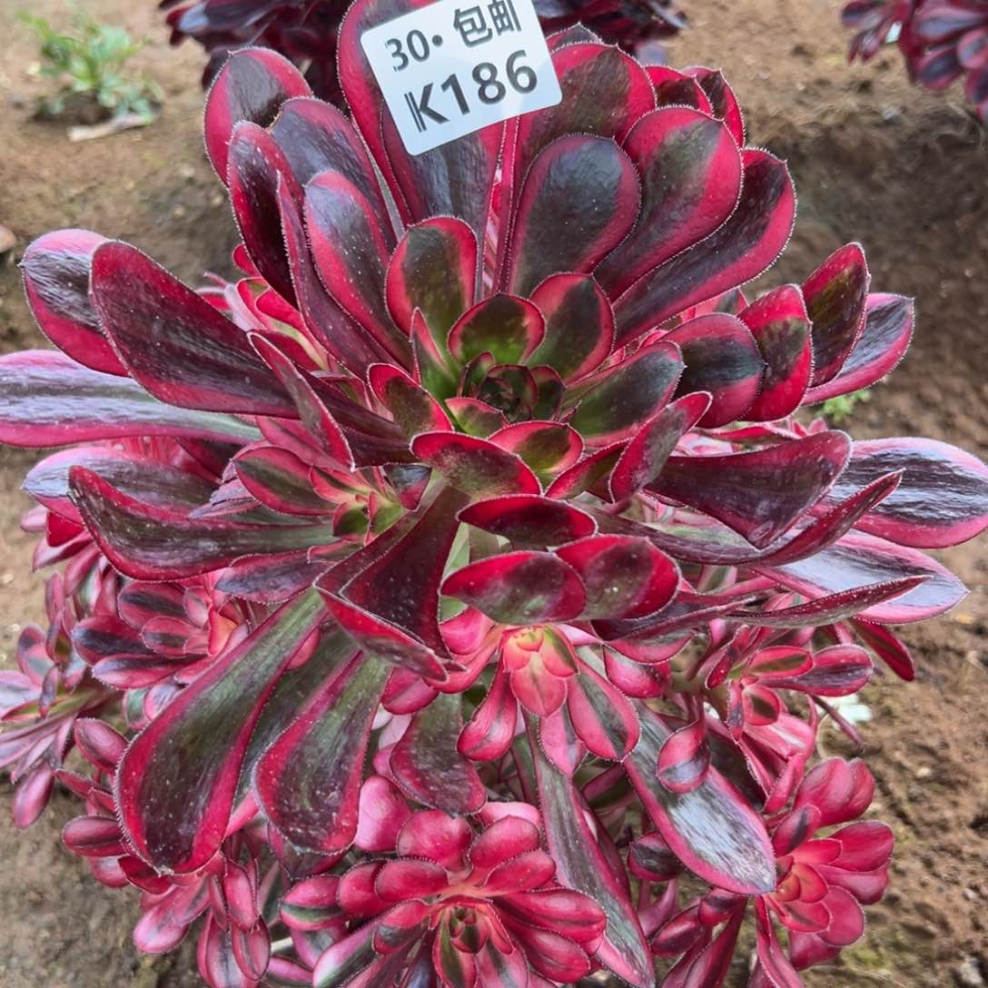 186香奶奶满20包邮