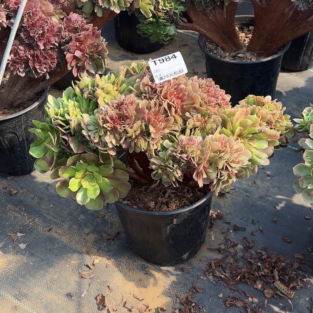 984玫瑰缀多肉植物