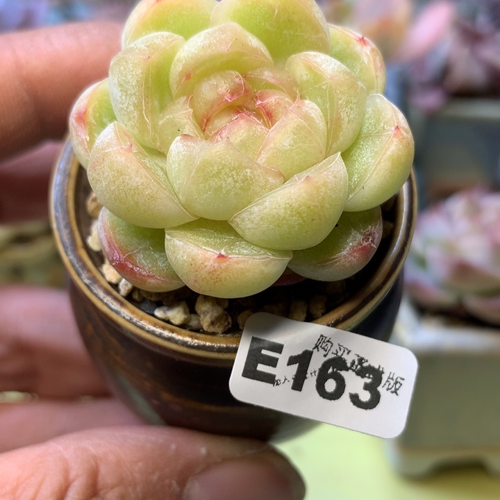 E163一物一拍带盆发