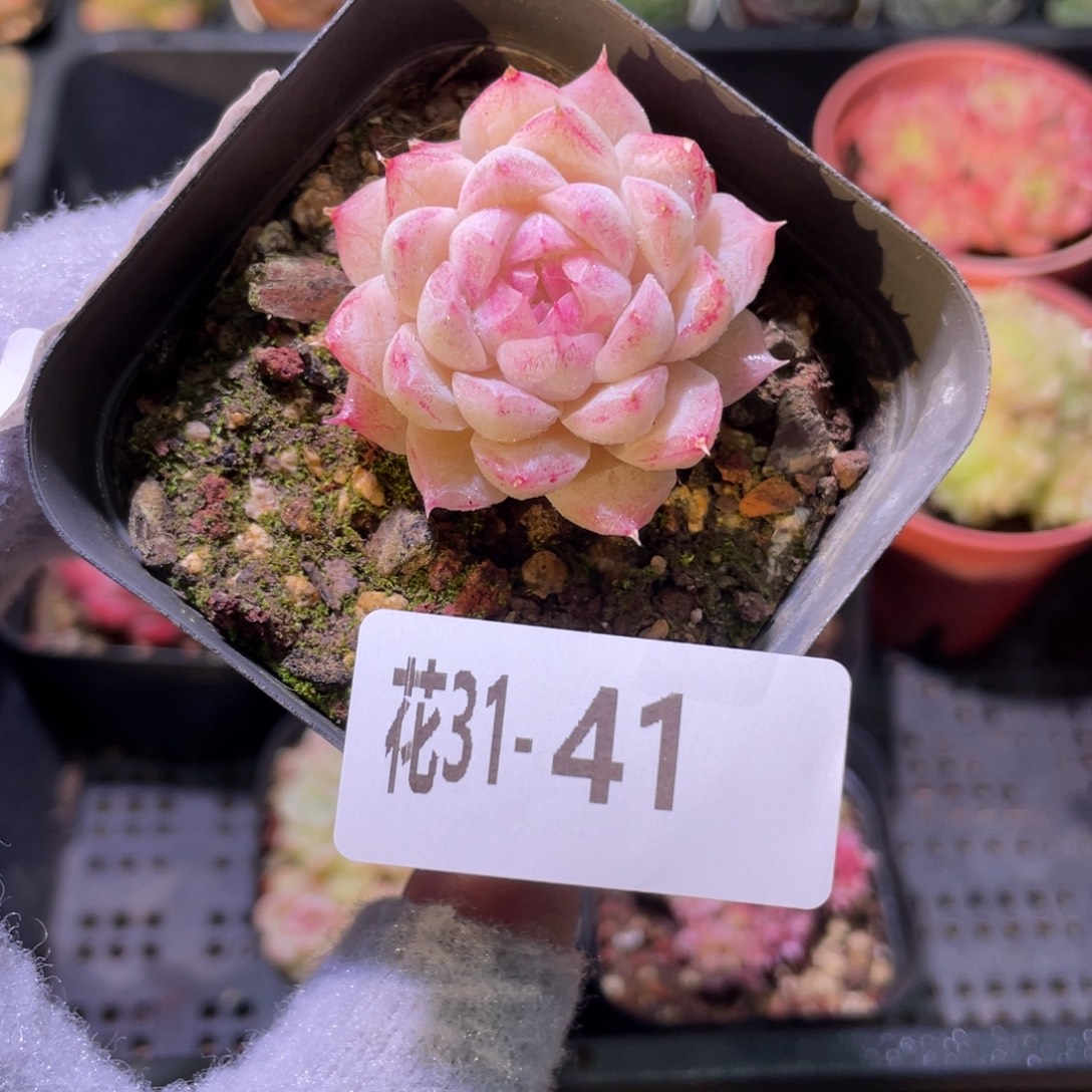 花利美31-41女王玫瑰