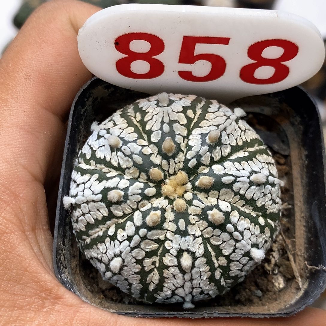 858福利特价来了哦